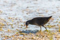 Spotted Crake or Porzana porzana bird Royalty Free Stock Photo