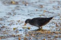 Spotted Crake or Porzana porzana bird Royalty Free Stock Photo