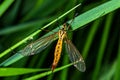 Spotted crane fly Lat. Nephrotoma appendiculata
