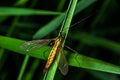 Spotted crane fly Lat. Nephrotoma appendiculata