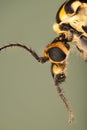 Spotted Crane-Fly, Nephrotoma appendiculata