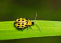 Spotted Cucumber Beetle (Diabrotica undecimpunctata) crawling along a blade of grass with copy space.