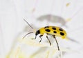 Spotted Cucumber beetle (Diabrotica undecimpunctata) on Pink Evening Primrose flower stamens.