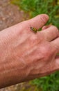 Spotted Cucumber Beetle (Diabrotica undecimpunctata)