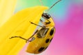 A Spotted Cucumber Beetle Diabrotica Undecimpunctata on a Sunflower