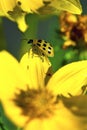 Spotted Cucumber Beetle 33851
