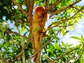 Spotted cuscus Royalty Free Stock Photo