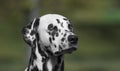 Spotted Cute Adorable Portrait Of Dalmatian Dog