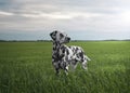 Spotted cute adorable portrait of Dalmatian dog