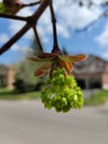 Baby Flower Blooming Upside Down in Spring Royalty Free Stock Photo