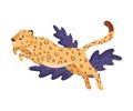 Spotted Cute Jumping Leopard Vector Illustration. Wildlife Concept