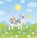 Spotted dairy cow walking on a field Royalty Free Stock Photo