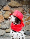 Dalmatian dog in a red hat and a scarf with tassels sits on the Royalty Free Stock Photo