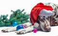 Spotted Dalmatian dog in a santa`s hat against a white background next to a fir branch and new year glass balls