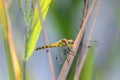 Spotted darter dragonfly - Sympetrum depressiusculum Royalty Free Stock Photo