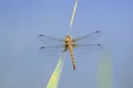 Spotted darter dragonfly - Sympetrum depressiusculum Royalty Free Stock Photo