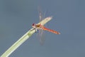 Spotted darter dragonfly - Sympetrum depressiusculum Royalty Free Stock Photo