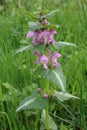 Spotted dead-nettle