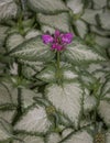 Spotted Dead Nettle Ground Cover in Bloom