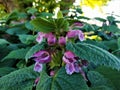 The spotted dead-nettle Lamium maculatum blooming in spring