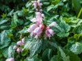 Spotted dead-nettle Lamium maculatum `Roseum`. Low-growing carpet of deeply veined bright green leaves with a central white