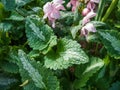 Spotted dead-nettle Lamium maculatum `Roseum`. Low-growing carpet of deeply veined bright green leaves with a central white