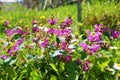 Spotted dead nettle, lamium maculatum,