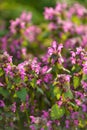 Spotted dead nettle (Lamium maculatum) wildflower in the park