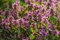 Spotted dead nettle (Lamium maculatum) wildflower in the park