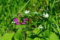 spotted deadnettle is blooming in spring