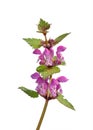 Spotted Deadnettle (Lamium maculatum)