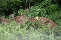 Beautiful wild Spotted Dear Pack grazing in Forest Royalty Free Stock Photo