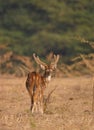 Spotted deer Royalty Free Stock Photo