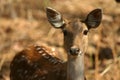 Spotted deer Royalty Free Stock Photo