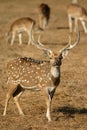 Spotted deer Royalty Free Stock Photo