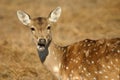 Spotted deer Royalty Free Stock Photo