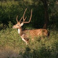 Spotted deer