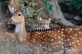 Spotted Deer Axis axis