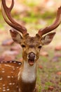 Spotted Deer, Axis axis, Bandhavgarh Tiger Reserve Royalty Free Stock Photo
