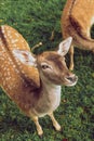 The spotted deer baby looking at a camera on green grass in a park