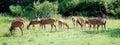 Spotted deer in bandipur national park Royalty Free Stock Photo