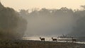 Spotted deer at Bardia, Nepal Royalty Free Stock Photo