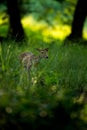 Spotted deer and bokeh