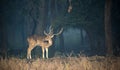 A spotted deer in a central indian forest