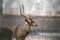 Spotted Deer or Cheetal Axis axis Stag Royalty Free Stock Photo