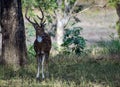 A spotted deer Chital also known as Axis axis Royalty Free Stock Photo