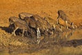 Spotted deer or chital, Axis axis, Bandhavgarh Tiger Reserve, Madhya Pradesh, India Royalty Free Stock Photo