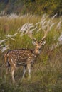 Spotted deer or chital, Axis axis, Bandhavgarh Tiger Reserve, Madhya Pradesh, India Royalty Free Stock Photo