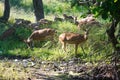 Spotted Deer or Chital in a national park in India Royalty Free Stock Photo