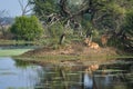 Spotted deer or chital or axis axis family in beautiful Scenic landscape with rich nature and full of wildlife at keoladeo Royalty Free Stock Photo